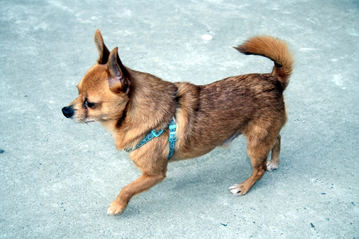 善良老人捡残疾狗回家,3条腿的老狗每天陪在主人身边表忠心!