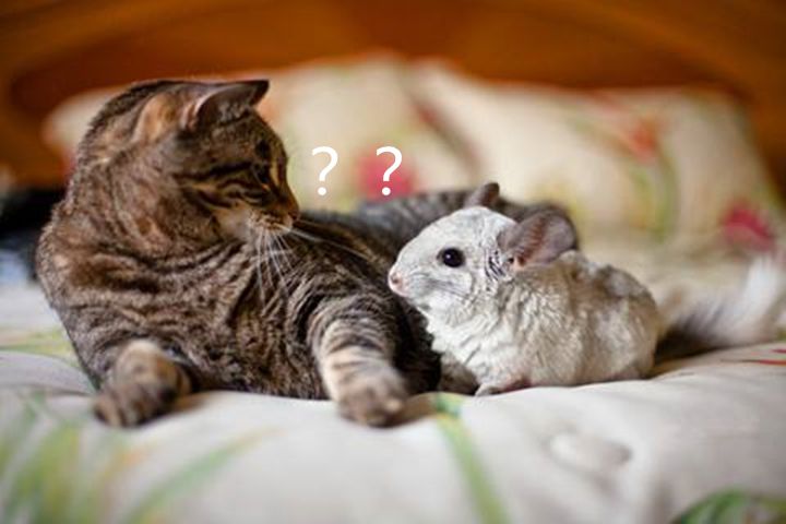 辟谣猫捉老鼠是为了补充牛磺酸你以为猫个个都是生物学专家