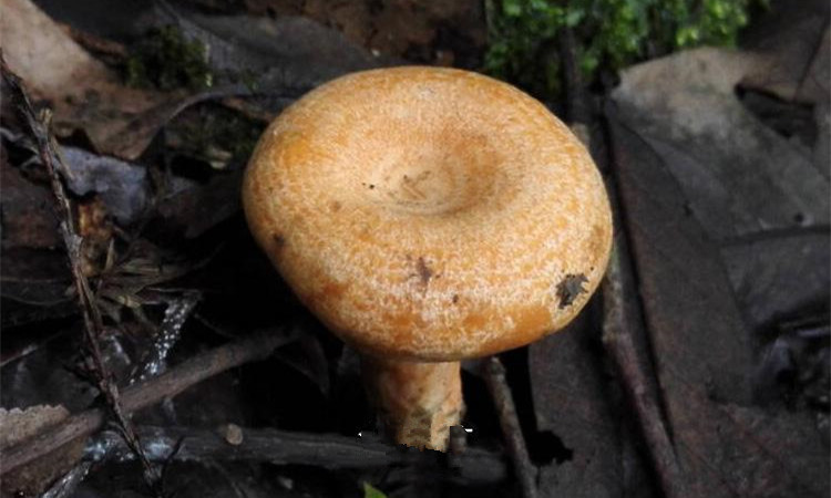 松树林中这种菌,有酷似松树的年轮,却是名贵的食药两用菌之一