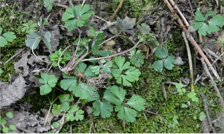 山村里有一种植物叫天葵子,能清热解毒,消肿|天葵子|消肿|植物_新浪新