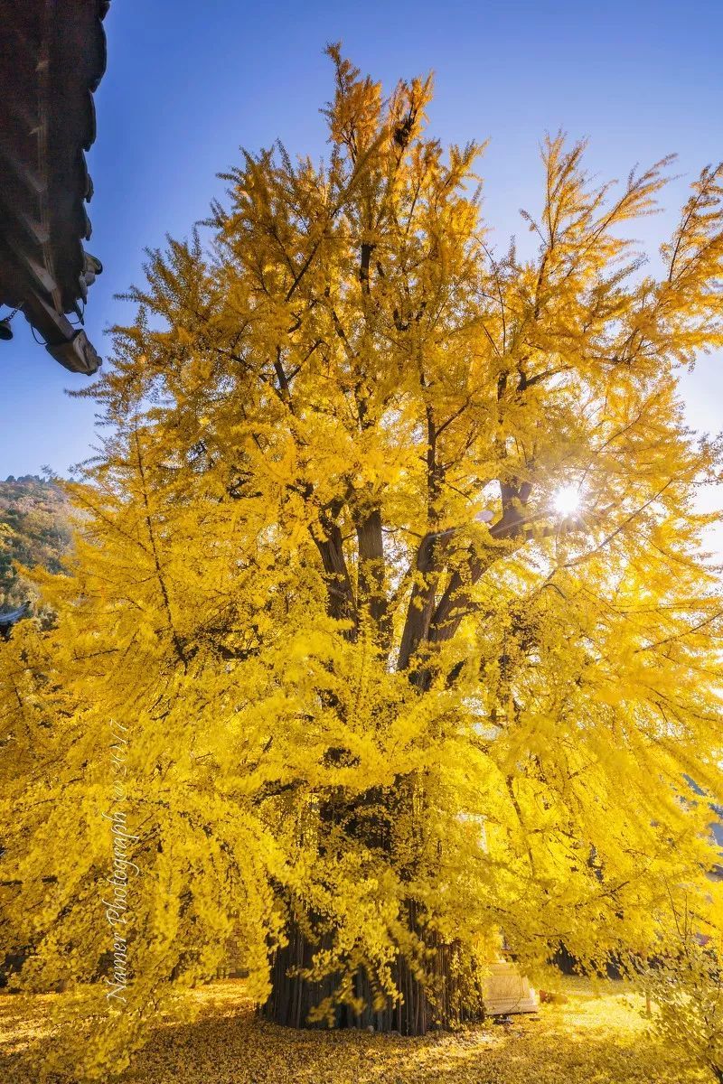 李世民栽了一棵银杏树,美了1400年!