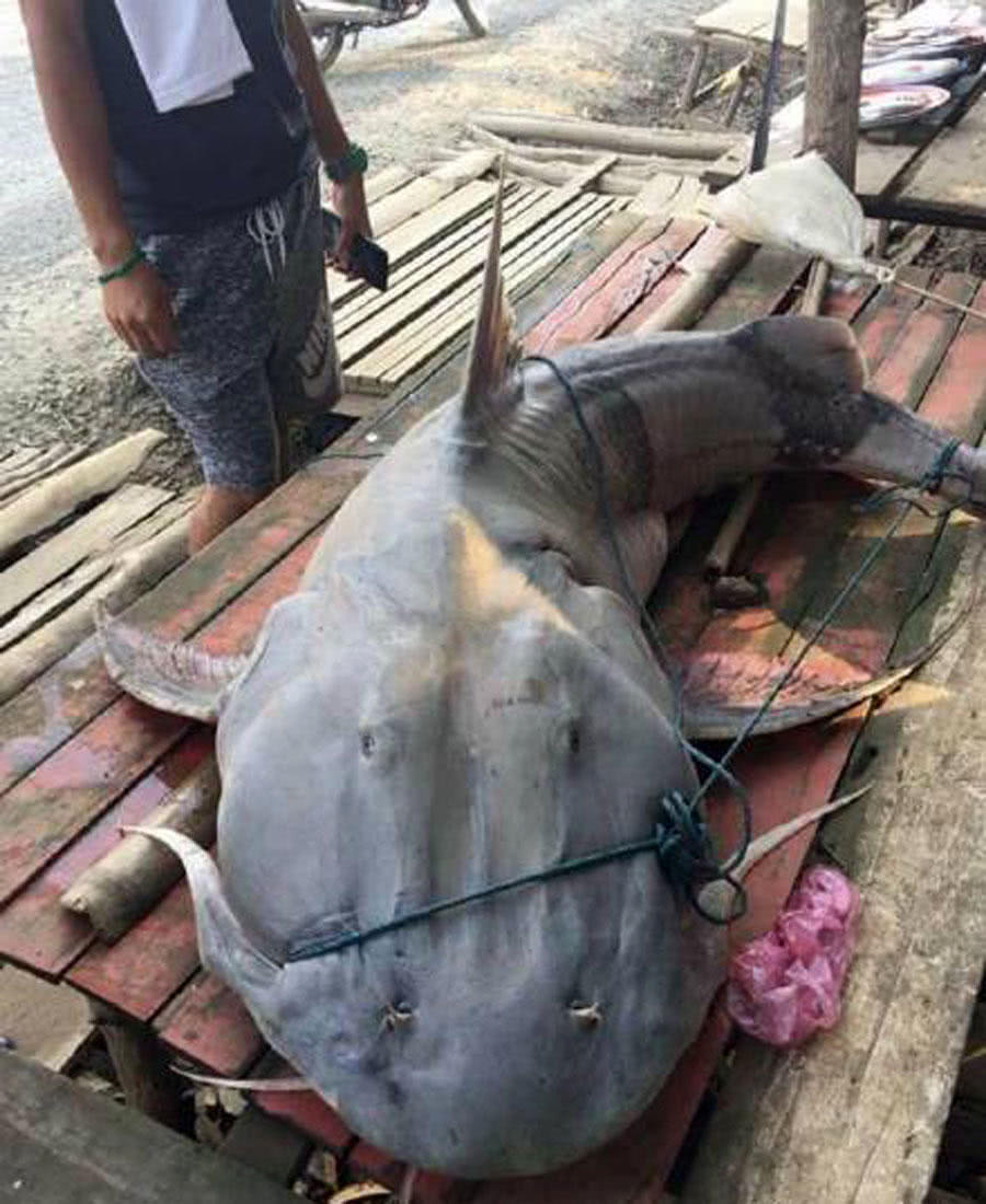 寻找澜沧江里的"面瓜鱼"忘不掉它丑陋又霸气的模样