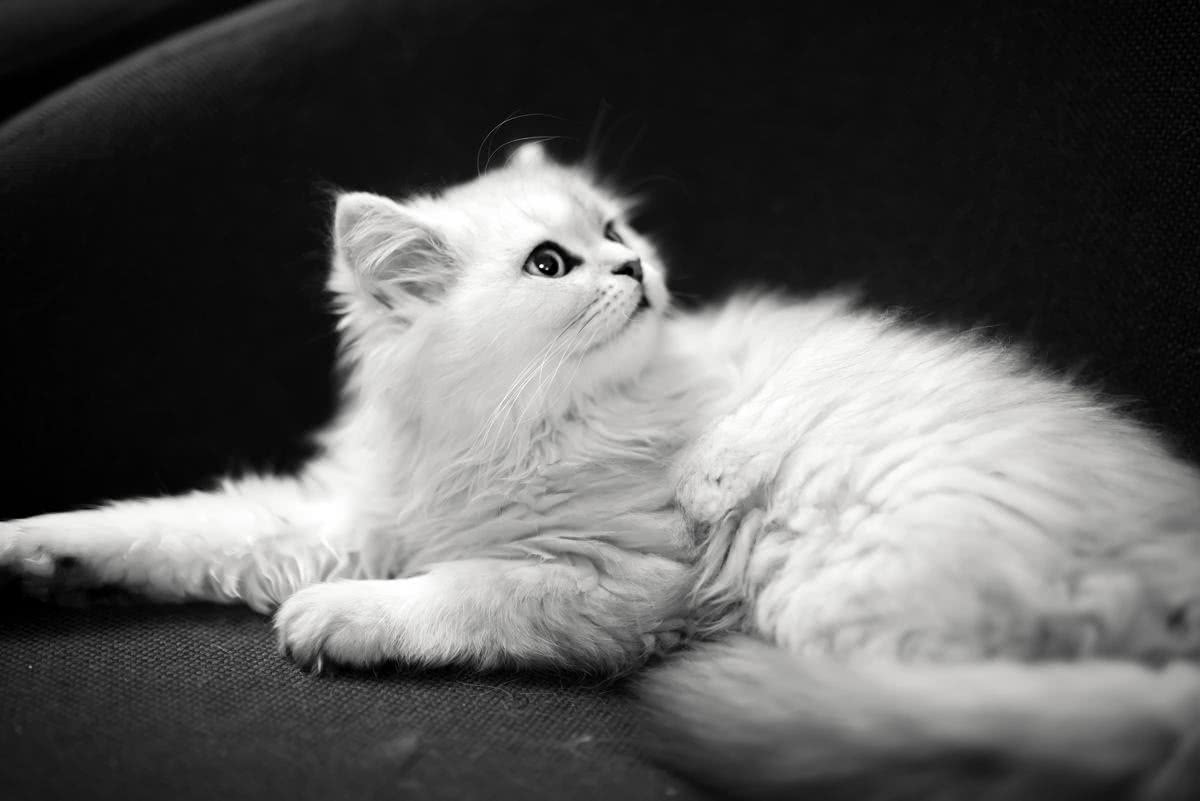 它天生高贵优雅,人们之称为"人造猫",为什么却有人叫它龙猫呢