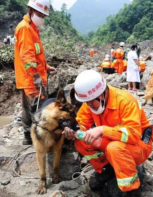 搜救犬:它们付出一生,只为我们平安!