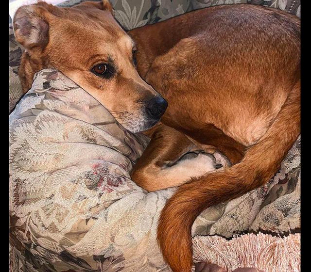 它无辜又难过的表情好悲伤|狗狗|收容所|主人_新浪新闻