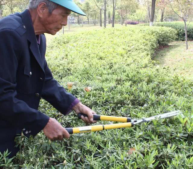 花草树木怎么修剪才漂亮，今年流行运用园艺剪，方便实用省时省力|园林|枝条|园艺剪_新浪新闻