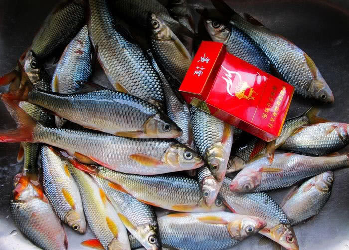 看我钓获这么多漂亮的红尾巴鱼,钓友们一定会羡慕嫉妒