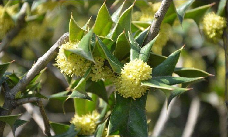 树还能"防贼"?农村人口中的"鸟不宿",价值还不低