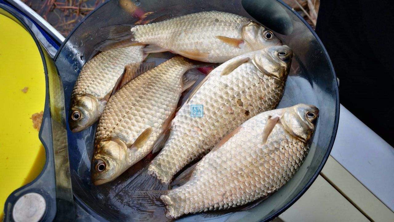 春钓我每次大鲫鱼鱼获最多,其实也就用了这4招,大家一学就会!