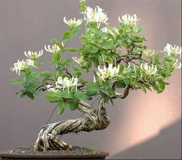 金银花的根系繁密发达,栽植后成活率较好,该如何上盆,造型好呢