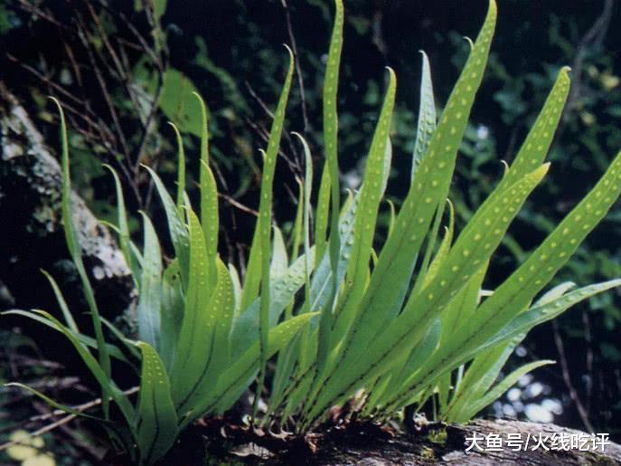 这野草背带"金珠"价值珍贵, 民间吃它祛火气, 遇到请采点回家