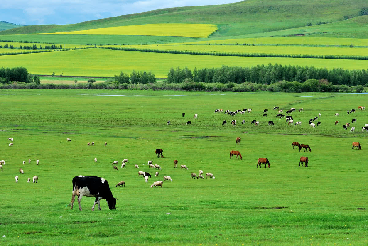 我国最美的天然景区,此生就应该任性一次,去一睹大草原的风光