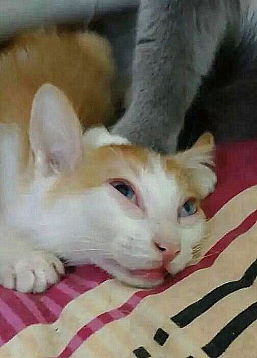 蓝白欺负小橘猫,一脚摁住它的脑袋,橘猫的表情把主人笑得嘴抽筋