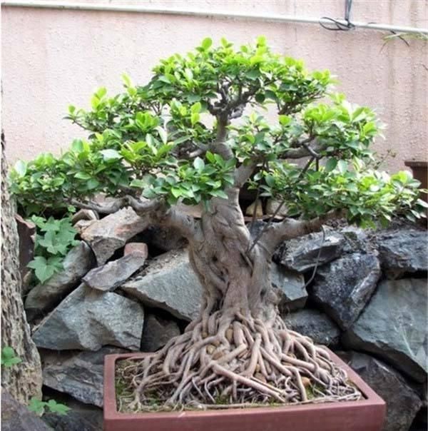 2种富贵"盆景",客厅养1盆,镇宅旺家,富贵人家都在养