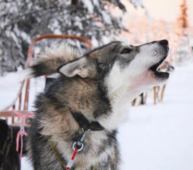谁说哈士奇都是二货,人家是标准的雪地美男子!
