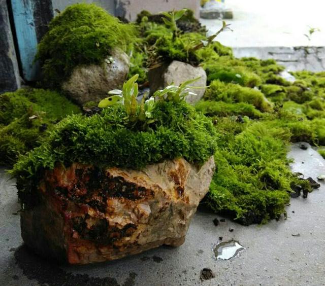 在山石或者盆面布置上一层自然的苔藓来陪衬,能起到画龙点睛效果