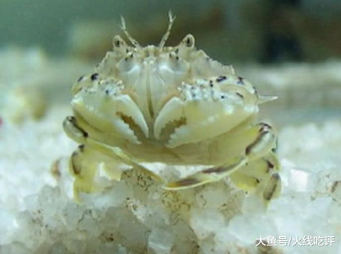 般大小, 喜欢藏生蚝里, 还会给生蚝"挠痒痒"|侵权|生蚝|海鲜_新浪网