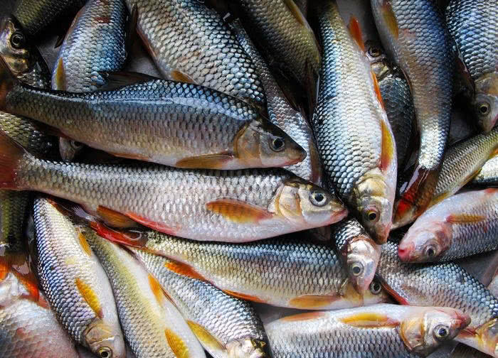 看我钓获这么多漂亮的红尾巴鱼,钓友们一定会羡慕嫉妒