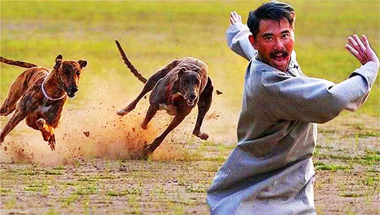 为什么被狗追时只要蹲下狗就会转头逃跑答案让人恍然大悟