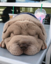 180_225gif 动态图 动图