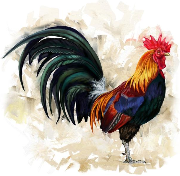 生肖鸡明年有喜了接一波