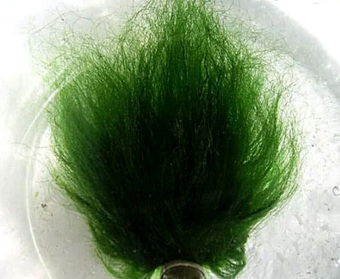 主人临时出差把乌龟寄养在女朋友家回来一看喜忧参半