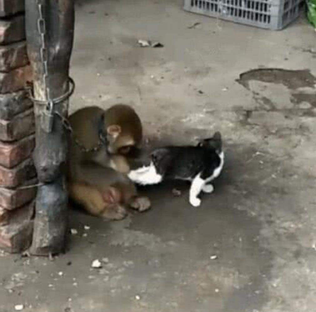 猫咪被猴子抓尾巴惨被围着柱子绕圈圈主人不但不阻止