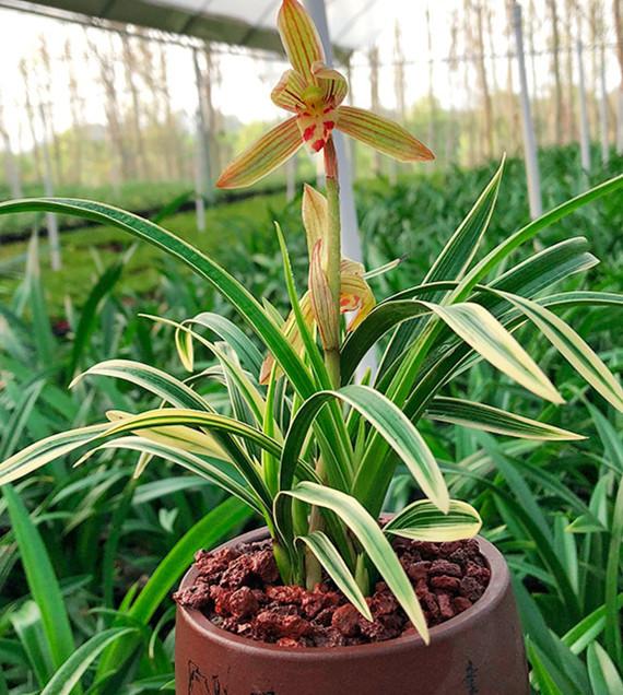 被誉为兰花中的国宝金边线艺花期长达半年价格亲民