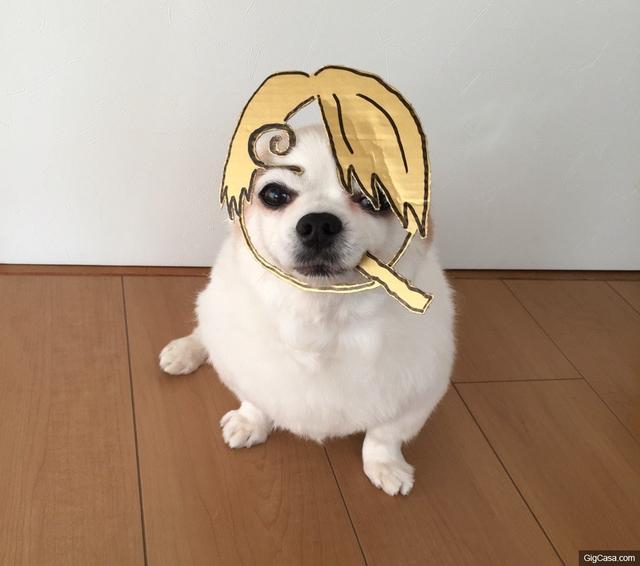 家有二货主人爱搞自家孩,吉娃娃淡定表情化身经典角色!