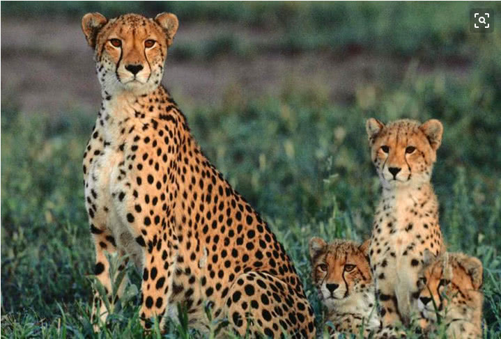 五只狮子咬死小豹子,发飙猎豹冲进狮子群,咬死狮子幼崽!