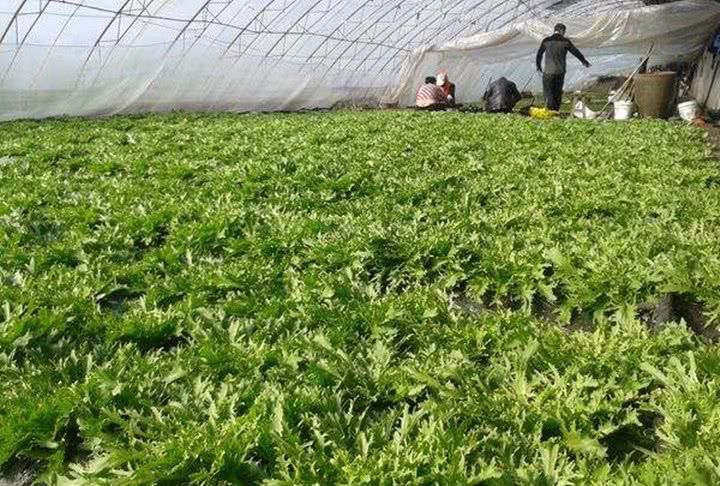 农民利用大棚种植这种野菜,一年采收六茬,每斤3块很赚钱