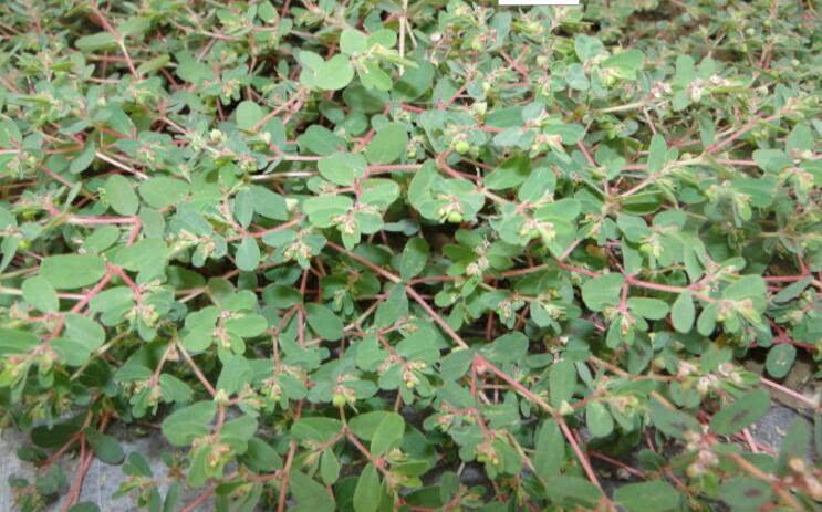 今天小编要介绍一种生长在农村的草,很多人都它当成了马齿苋,就算是