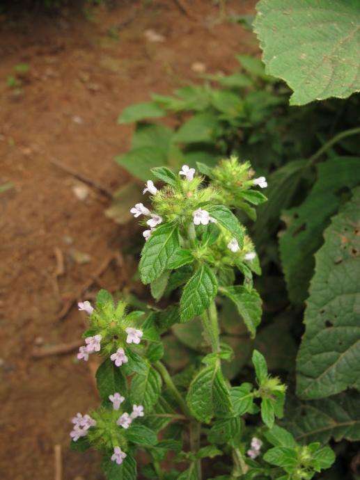 农村这种野草, 名为断血流, 原来又治疗感冒的作用|野草|农村|植物