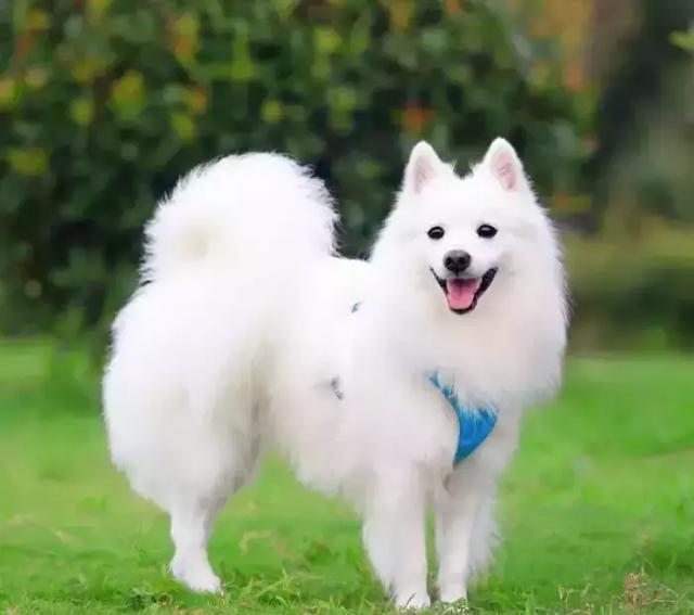 每日一宠 银狐犬