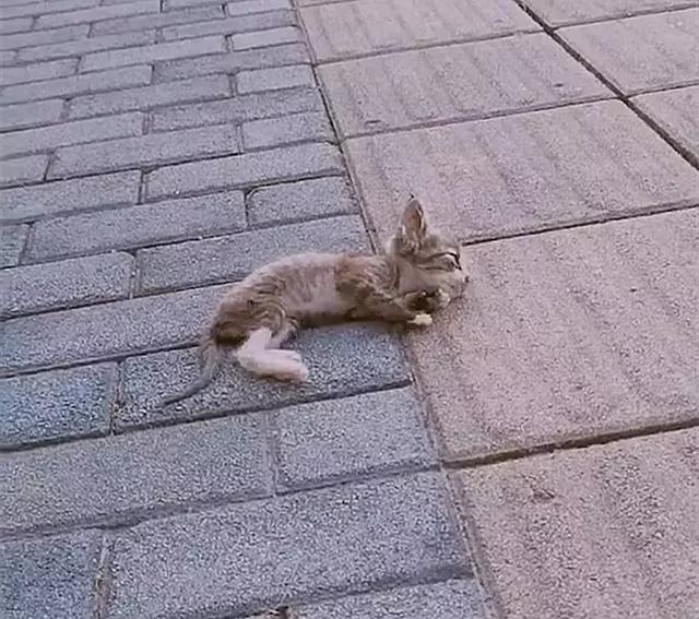 流浪小奶猫虚弱的躺在地上眼看就不行了被路过的好心人救活