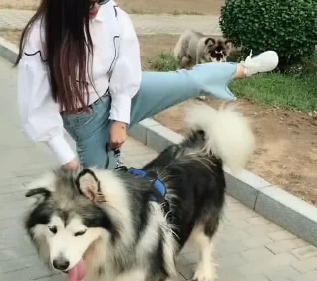 狗狗|女孩|大丹犬_新浪网