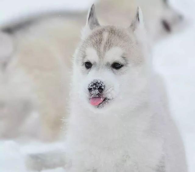 放在雪地中的二哈,颜值更上一个档次,这得迷死多少母哈!