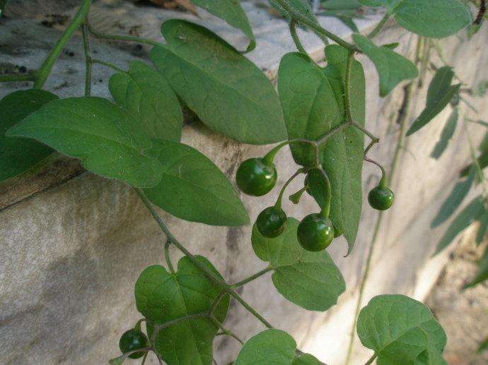 农村这种野草,大人老爱叫小孩不要碰,原来有祛湿消肿的功效