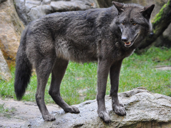 自然界几乎没对手,智商超高,可用面部表情交流|森林狼|野兽|自然界