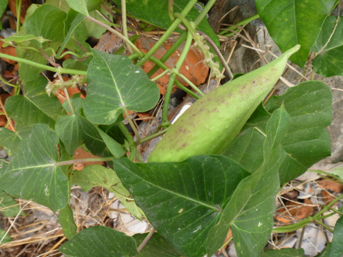 萝藦不仅能传情达意,还能入药.