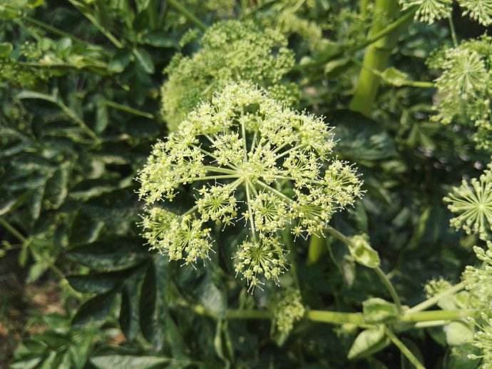 农村的一颗草,是痔疮的"克星",教你一方帮助你缓解