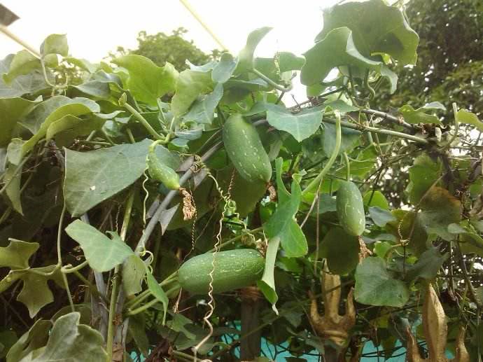 农村里有一种长得像老鼠的瓜,作用一点也不小,你见过吗?