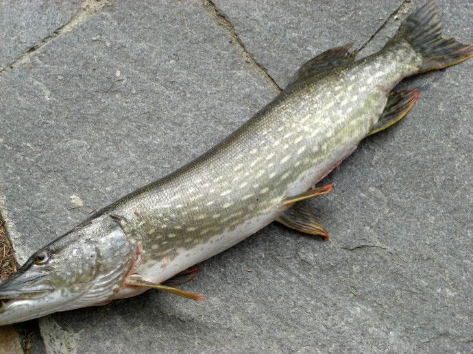 游钓新疆钓狗鱼,此鱼一天可以吃掉自己体重相当的食物