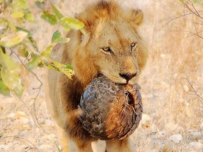 狮子找到新食物,却迟迟吃不到嘴,得知真相让人笑喷!