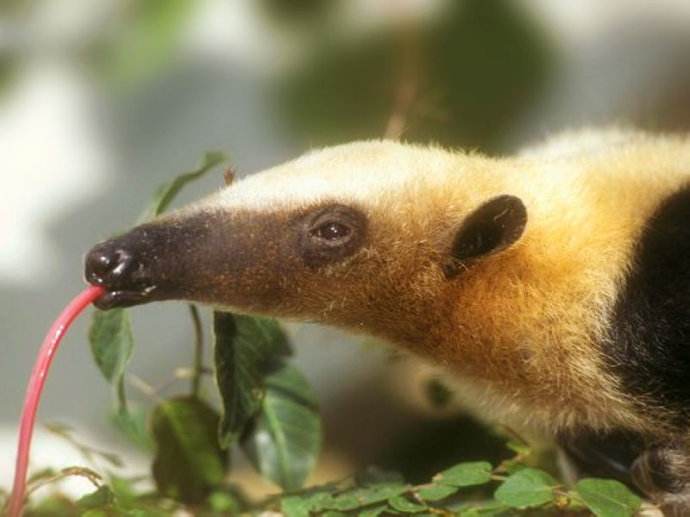 盘点世界上10种食蚁动物号称蚂蚁毁灭者