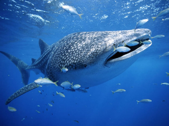 长了一张奇怪大嘴,因数量稀少被商人盯上|巨口|鲨鱼|大嘴_新浪新闻