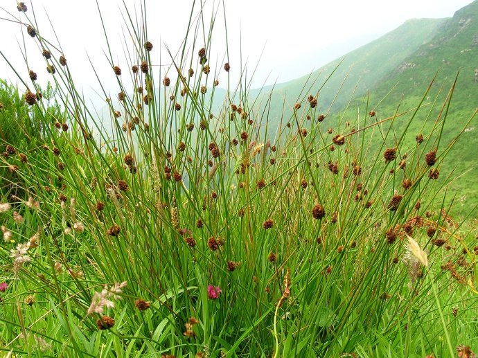 农村的灯芯草，有这些作用|草药|灯芯草|陈氏_新浪新闻