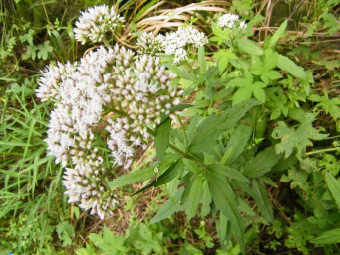 农村这种野草, 称为"招蜂引蝶"花,没想到是一位,珍稀药材!