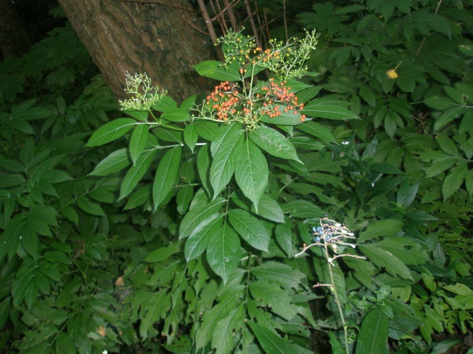 农村常见的一种臭草,却是治疗风湿的良药,如今稀罕一斤要30元__财经