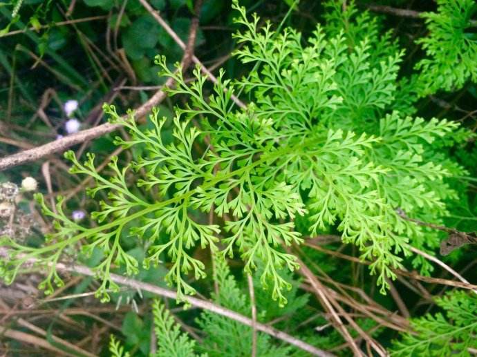 平常人看不出来乌蕨的样子很正常,不过在老农们的眼中,乌蕨就特别好